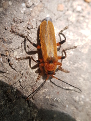 Cantharis melaspoides