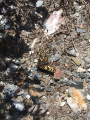 Eurranthis plummistaria