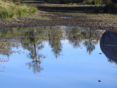 Petrochelidon pyrrhonota