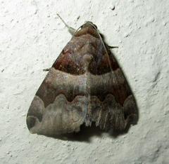 Dysgonia angularis