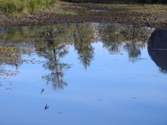 Petrochelidon pyrrhonota