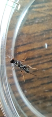 Monodontomerus obscurus