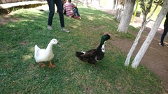 Anas platyrhynchos domesticus