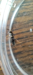 Monodontomerus obscurus
