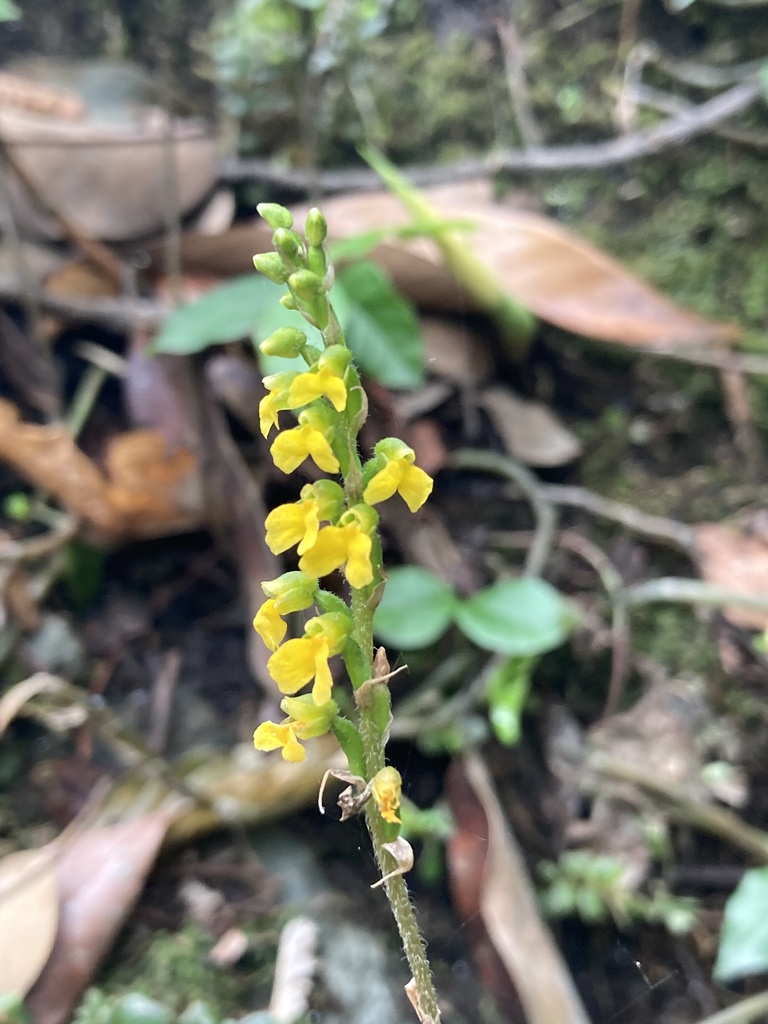 Zeuxine flava