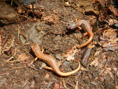 Speleomantes italicus