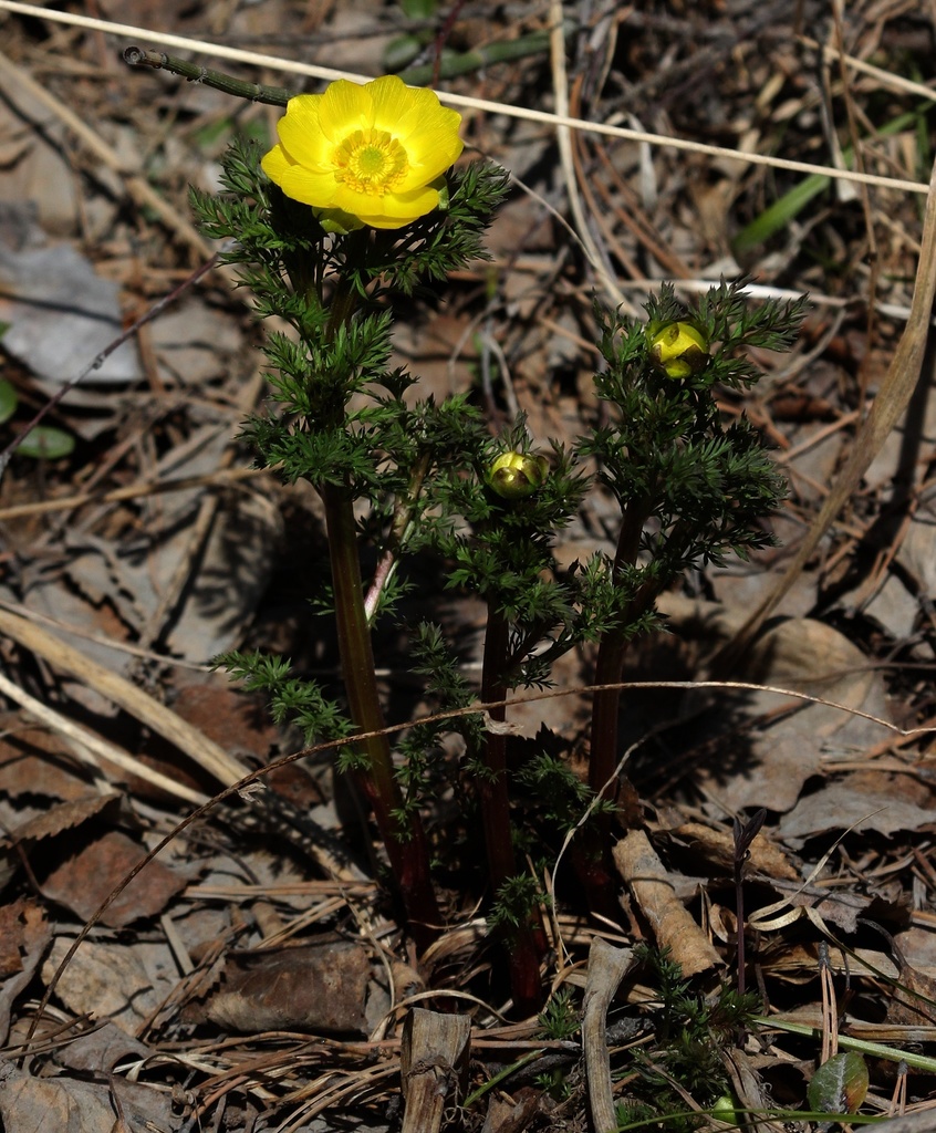 Adonis apennina from Ангарск, Иркутская обл., Россия on May 07, 2022 at ...