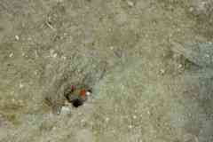 Cepola macrophthalma