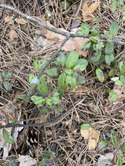 Vaccinium vitis-idaea