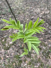 Sorbus aucuparia