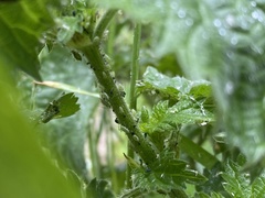 Microlophium carnosum