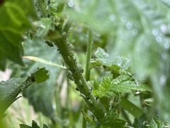 Microlophium carnosum