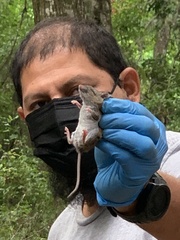 Peromyscus polionotus