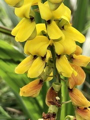 Crotalaria trichotoma