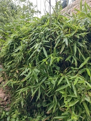 Phyllostachys sulphurea