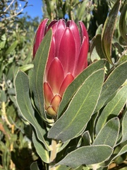 Protea burchellii × compacta