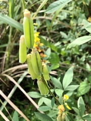 Crotalaria trichotoma