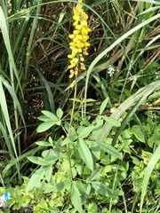 Crotalaria trichotoma
