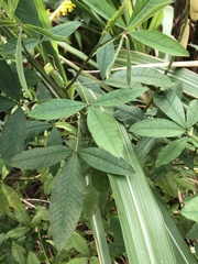 Crotalaria trichotoma