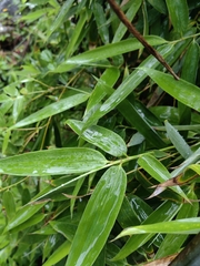 Phyllostachys sulphurea