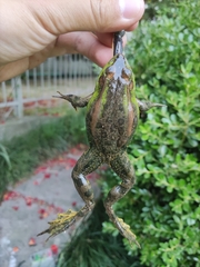 Pelophylax plancyi