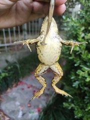 Pelophylax plancyi