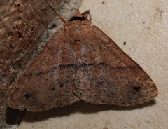 Ophyx eurrhoa