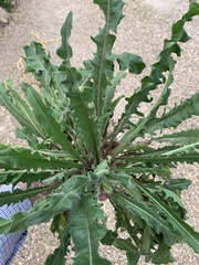 Helminthotheca echioides