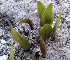 Eriospermum schlechteri