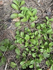 Veronica officinalis