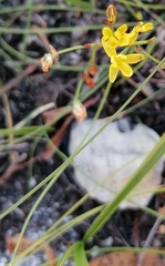 Eriospermum schlechteri