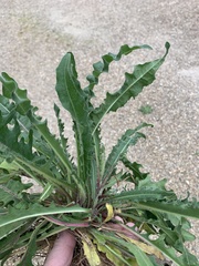 Helminthotheca echioides