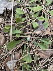 Antennaria dioica