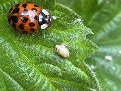 Microlophium carnosum