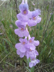 Penstemon secundiflorus