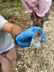 Peromyscus polionotus