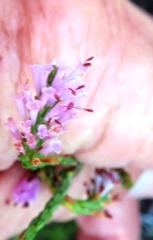 Erica innovans