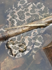 Bufotes viridis viridis