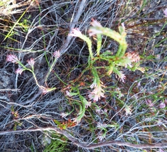 Erica innovans