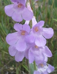 Penstemon secundiflorus
