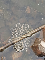 Bufotes viridis viridis