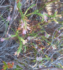 Erica innovans