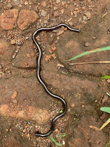 Merker's thread Snake