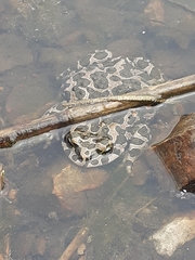 Bufotes viridis viridis