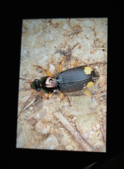 Chlaenius bioculatus