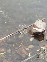 Bufotes viridis viridis