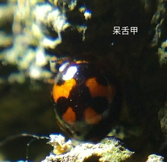 Derispia maculipennis