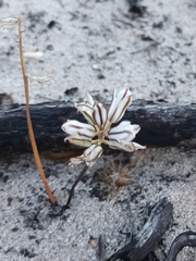 Eriospermum dielsianum