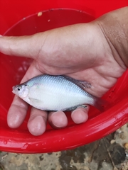 Acheilognathus macropterus