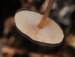 Lentinellus tasmanicus